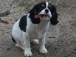 Eddie enjoying a chew