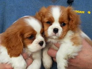 Dog and bitch puppy