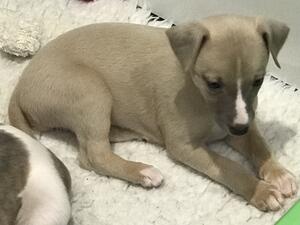 Fawn bitch puppy