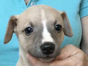 Fawn bitch puppy