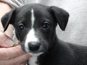 Stunning Dog Puppy unexpectedly re-available.