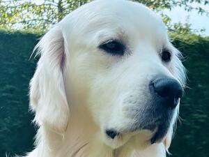 He has a beautiful head