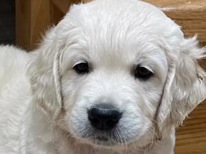 One of Teddy’s pups from his litter