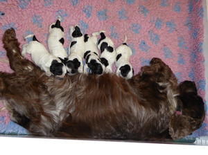 Mum and Babies