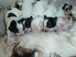 Dakota and Fergus's babies