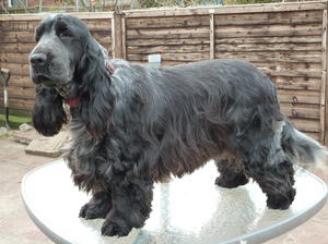 Fergus