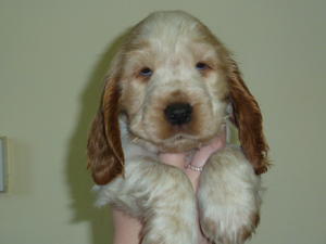 Phoenix - orange roan boy - NOW SOLD!!