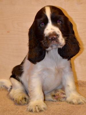 Choc and White Boy - Available!