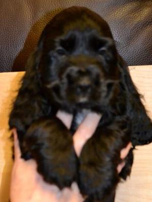 Black Boy - Available!