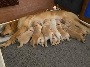 Bella and her pups