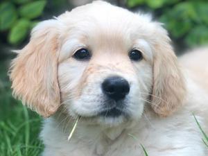 Male pup from previous litter