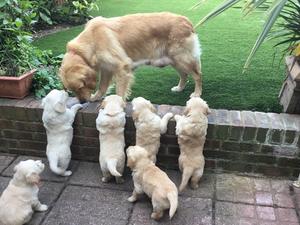 Bella and her pups.