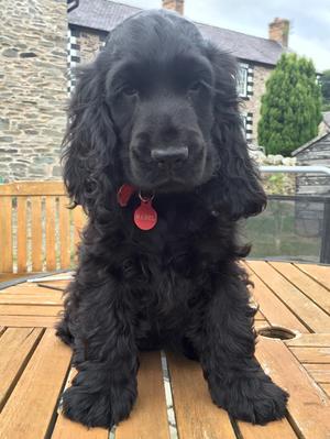 Mabel as a puppy
