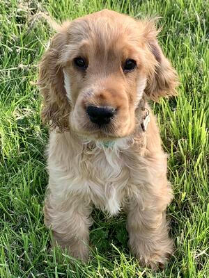 Gwen as a puppy