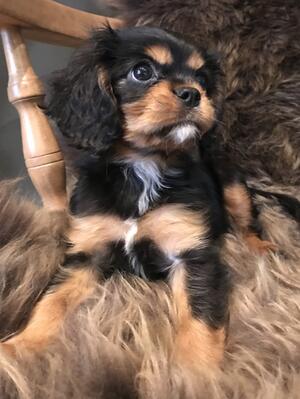 Lilly as a puppy