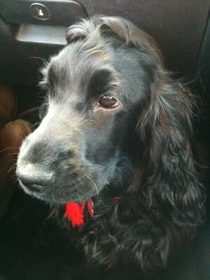 Sybil as a puppy