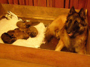 Galatee with Pups