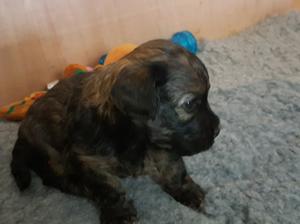 Boy puppy 3 weeks