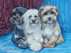 My 3 generations of havanese.