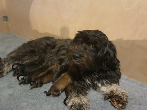 Previous Litter