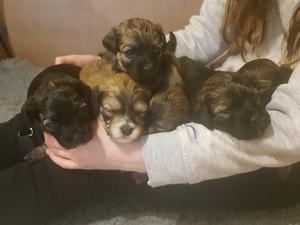 Previous Litter