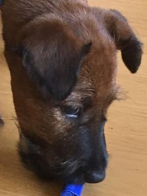 Mr Blue Litter 1