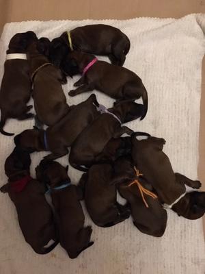 Previous Litter