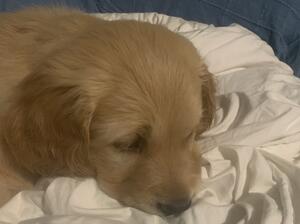 Little boy