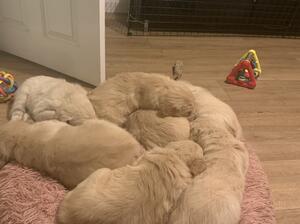 6 weeks old cuddling up together