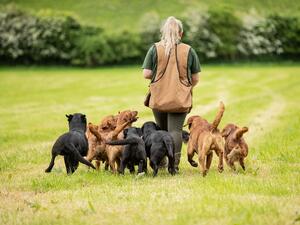 Fosterwold Gundogs