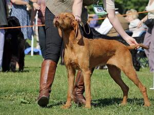 Best Puppy in Breed NGA 2016