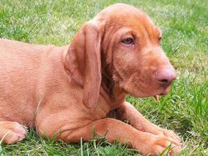 puppy Izzy