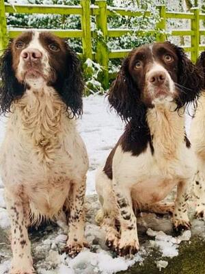 Derbyshire Daisy of Holsan and Holsan Blazing Star