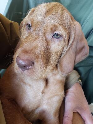 Puppy