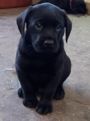 Puppy