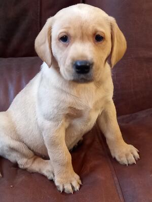 Puppy