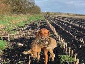 Amira collecting a hare