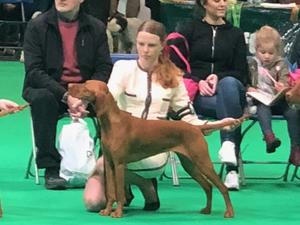 Crufts 2018