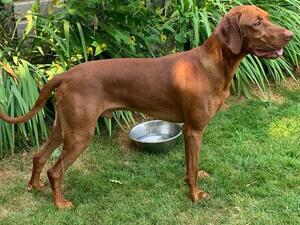 Sire Rarog Ruda Szata for Pirospont JW