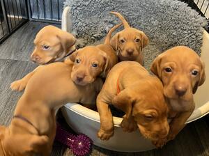 Puppies on the move