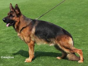 Sire