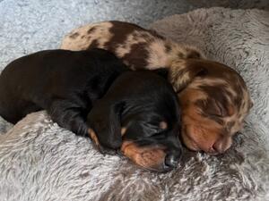 Puppies