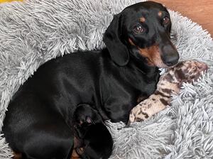 Mum and puppies