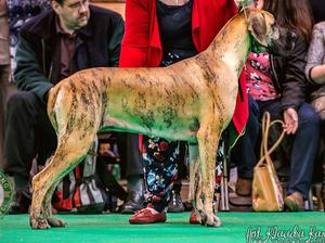 Crufts 2016
