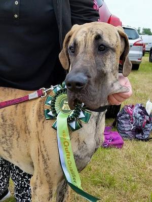 Prim, qualifying for Crufts 2016