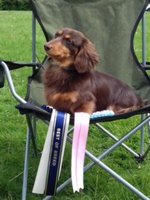 Dandy and a few of his rosettes