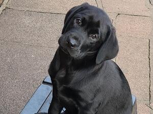 Puppy still available