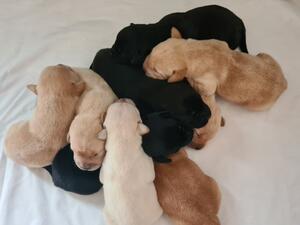 Mixed Litter