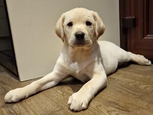 Puppy still available