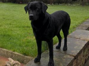 Sire Hugo